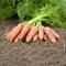 Карини, семена моркови (Bejo / Бейо) - фото 5311