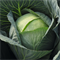 Кандела F1, семена капусты белокочанной (Bejo / Бейо) - фото 5385