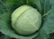 Чекмейт F1, семена капусты белокочанной (Bejo / Бейо) - фото 5462