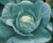 Крауткайзер F1, семена капусты белокочанной (Bejo / Бейо) - фото 5475
