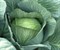 Леннокс F1, семена капусты белокочанной (Bejo / Бейо) - фото 5484
