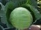 Харрикейн F1, семена капусты белокочанной (Bejo / Бейо) - фото 5500