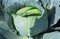 Тайфун F1, семена капусты белокочанной (Bejo / Бейо) - фото 5509