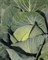 Юбилей F1, семена капусты белокочанной (Bejo / Бейо) - фото 5511