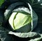 Пассат F1, семена капусты белокочанной (Bejo / Бейо) - фото 5513