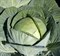 Циркон F1, семена капусты белокочанной (Bejo / Бейо) - фото 5515