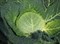 Оваса F1, семена капусты савойской (Bejo / Бейо) - фото 5530