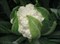 Фламенко F1, семена капусты цветной (Bejo / Бейо) - фото 5557