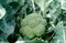 Бомонт F1, семена капусты брокколи (Bejo / Бейо) - фото 5566