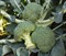 Батавия F1, семена капусты брокколи (Bejo / Бейо) - фото 5567