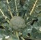 Лаки F1, семена капусты брокколи (Bejo / Бейо) - фото 5569