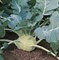 Коссак F1, семена капусты кольраби (Bejo / Бейо) - фото 5574