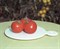 Полфаст F1, семена томата детерминантный (Bejo / Бейо) - фото 5605