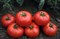 Тонопа F1, семена томата детерминантный (Bejo / Бейо) - фото 5617