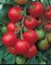 Толстой F1, семена томата индетерминантный (Bejo / Бейо) - фото 5621