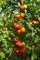 Тобольск F1, семена томата индетерминантный (Bejo / Бейо) - фото 5626