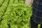 Миртел, семена салата батавия (Bejo / Бейо) - фото 5659