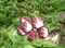 Раффаэлло F1, семена цикория (Bejo / Бейо) - фото 5705