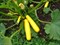 ГолдКрэш F1, семена кабака (Wing Seeds / Винг Сидс) - фото 5784