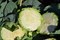 Флайт F1, семена капусты белокочанной (Wing Seeds / Винг Сидс) - фото 5788