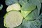 Беверли Хиллз F1, семена капусты белокочанной (Wing Seeds / Винг Сидс) - фото 5797