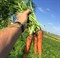 Ред Кор, семена моркови (Wing Seed/Винг Сидс) - фото 5812