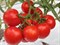 Джина ТСТ, семена томата детерминантного (Wing Seeds / Винг Сидс) - фото 5825