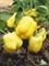 Желтый Колокол F1, семена перца сладкого (Wing Seeds / Винг Сидс) - фото 5850