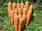 Скорпио F1, семена моркови (Wing Seeds / Винг Сидс) - фото 5857
