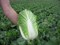 Сотси F1, семена капусты пекинской (Wing Seeds / Винг Сидс) - фото 5871