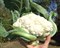 Бермуда F1, семена капусты цветной (Wing Seeds / Винг Сидс) - фото 5872