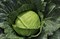 Конкэрор F1, семена капусты белокочанной (Bejo / Бейо) - фото 5887