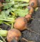 Болдор, семена свёклы (Bejo / Бейо) - фото 5896
