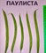Паулиста F1, семена фасоли (Wing Seeds / Винг Сидс) 9052561 - фото 5908