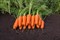 Каспий F1, семена моркови (Bejo / Бейо) - фото 5936