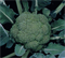 Монтоп F1, семена капусты брокколи (Syngenta / Сингента) - фото 6024