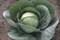 Грепала F1, семена капусты белокочанной (Syngenta / Сингента) - фото 6040