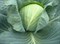 Триперио F1 (СГ 3352), семена капусты белокочанной (Syngenta / Сингента) - фото 6066