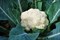 Тетрис F1, семена капусты цветной (Syngenta / Сингента) - фото 6108
