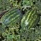 Поларис F1, семена арбуза (Syngenta / Сингента) - фото 6111