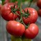 Мамстон F1, семена томата индетерминантного (Syngenta / Сингента) - фото 6148