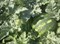 Топ Ган F1, семена арбуза (Syngenta / Сингента) - фото 6208