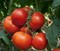 Панекра F1, семена томата индетерминантный (Syngenta / Сингента) - фото 6217