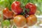 Эдамсо F1, семена томата индетерминантный (Syngenta / Сингента) - фото 6222