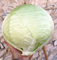 Файтер F1, семена капусты белокочанной (Sakata / Саката) - фото 6247