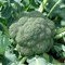 Гераклион F1, семена капусты брокколи (Sakata / Саката) 2556 - фото 6262