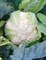 Кастор F1, семена капусты цветной (Sakata / Саката) - фото 6287