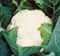 Кандид Шарм F1, семена капусты цветной (Sakata / Саката) - фото 6289
