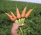 Ред Кор, семена моркови (Sakata / Саката) - фото 6301
