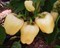 Халиф F1, семена перца сладкого (Sakata / Саката) - фото 6358